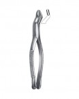 Extraction Forceps American Pattern  02-158-10S